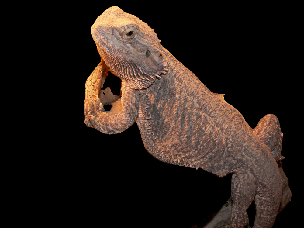 Bartagame (Pogona vitticep)