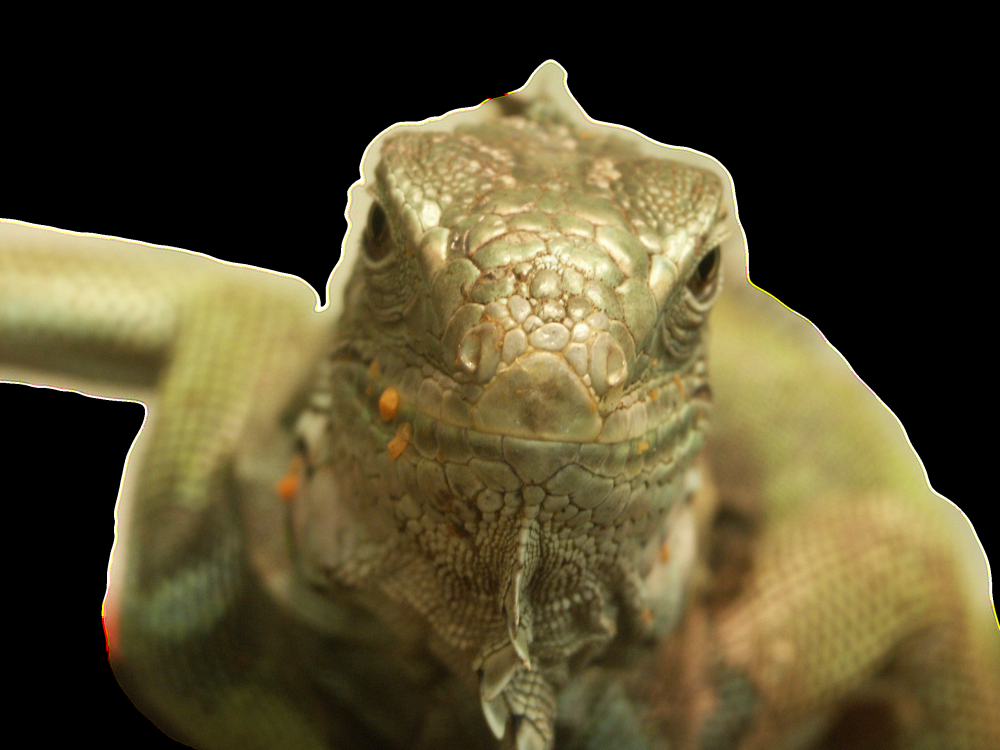 Grüner Leguan (Iguana iguana)