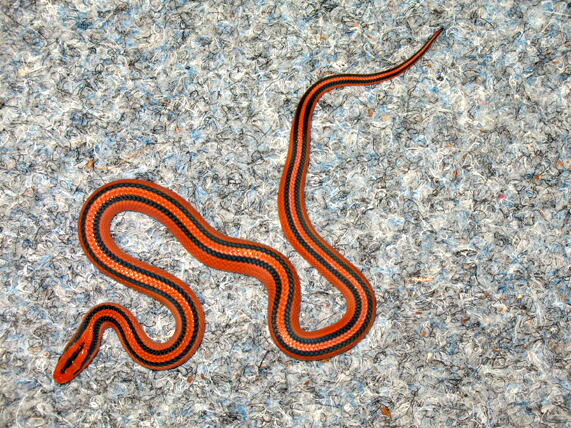 Cox' Porphyrnatter Oreocrypthophis porphyraceus coxi (SCHULZ & HELFENBERGER, 1998)