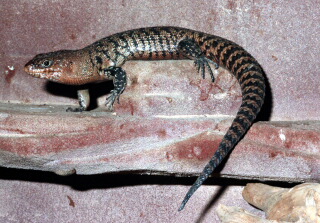 Cunninghams Stachelskink Egernia cunninghami