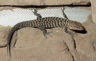 Cunninghams Stachelskink Egernia cunninghami