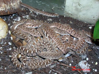 Eierschlangen Dasypeltis