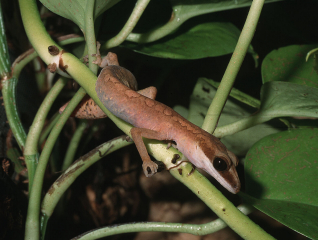 Fuchsgesichtgecko