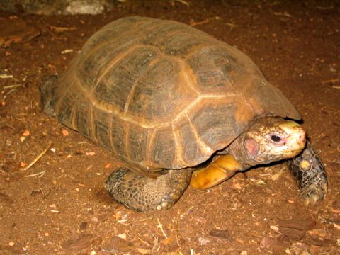 Gelbkopf-Landschildkröte Indotestudo elongata (BLYTH, 1854)