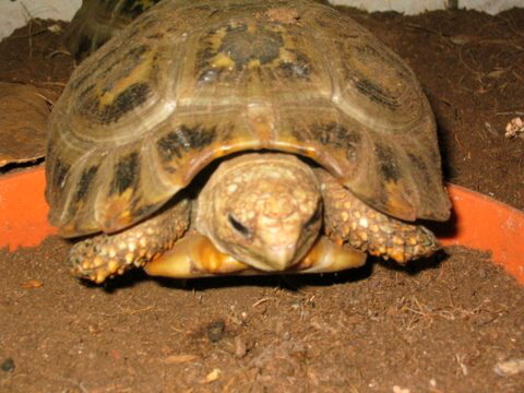 Gelbkopf-Landschildkröte Indotestudo elongata (BLYTH, 1854)