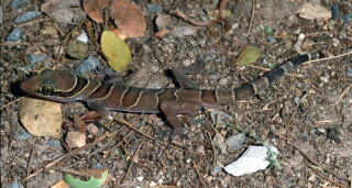 Zimtfarbener Bogenfingergecko