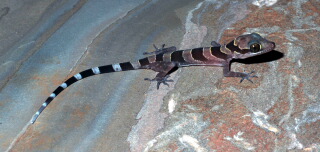 Zimtfarbener Bogenfingergecko