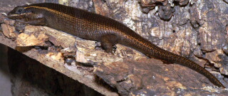 Gepunkteter Kapskink Trachylepis punctatissima 