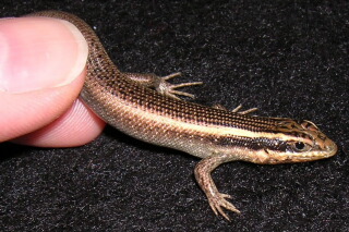 Gepunkteter Kapskink Trachylepis punctatissima 