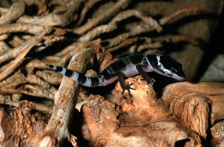 Leopardgecko Eublepharis macularius 