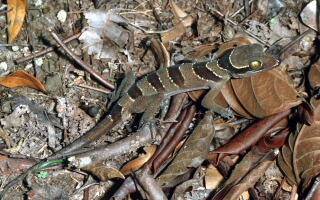 Malayischer Bogenfinger Cyrtodactylus pulchellus GRAY, 1827