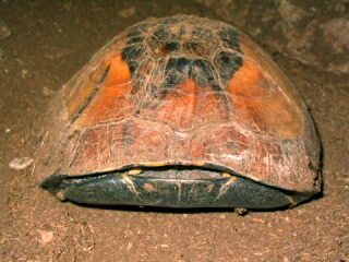 Hinterindische Scharnierschildkröte Cuora galbinifrons BOURRET, 1939