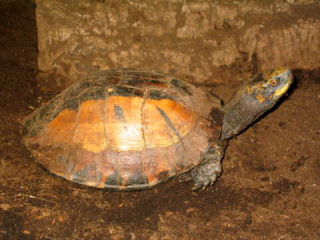 Hinterindische Scharnierschildkröte Cuora galbinifrons BOURRET, 1939