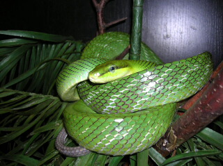 Spitzkopfnatter Gonyosoma oxycephalum 