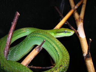 Spitzkopfnatter Gonyosoma oxycephalum 