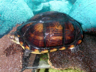 Weißmaulklappschildkröte Kinosternon leucostomum (DUMÉRIL, BIBRON & DUMÉRIL, 1851)